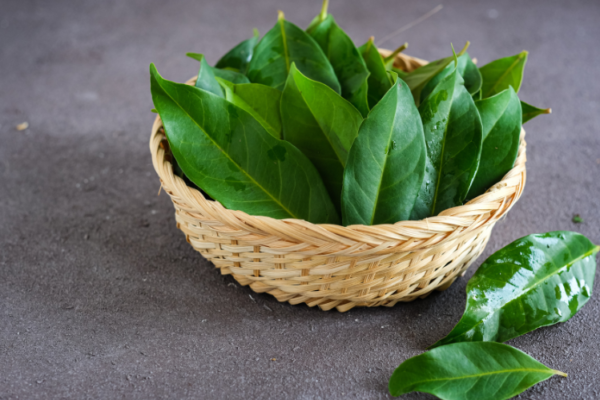 Bay Leaf Market Growth, Size, Share and Trends 2026-2035