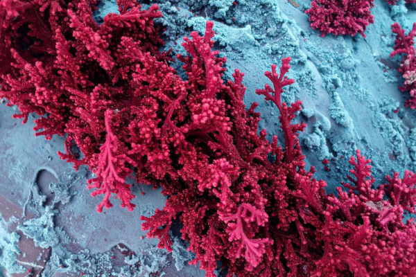 Red Algae Market Growth, Size & Trends 2026-2035