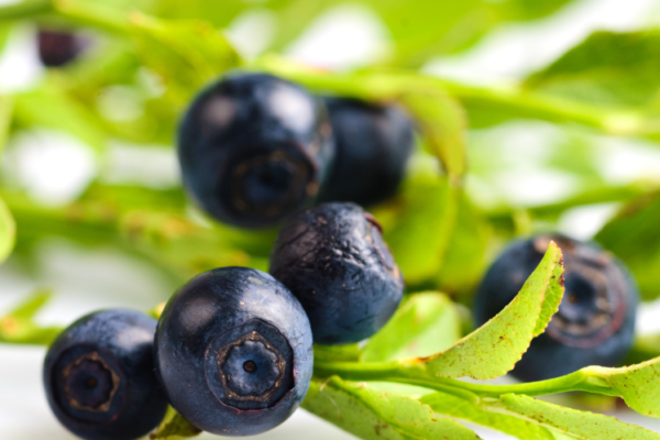 Bilberry Extract Market Growth, Size & Trends 2026-2035