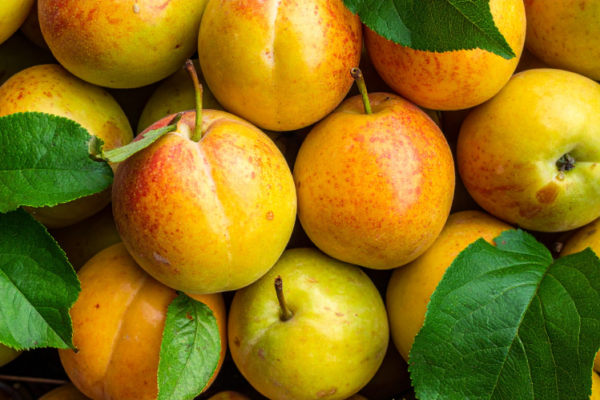 Mirabelle Plum Market Growth, Size & Trends 2026-2035