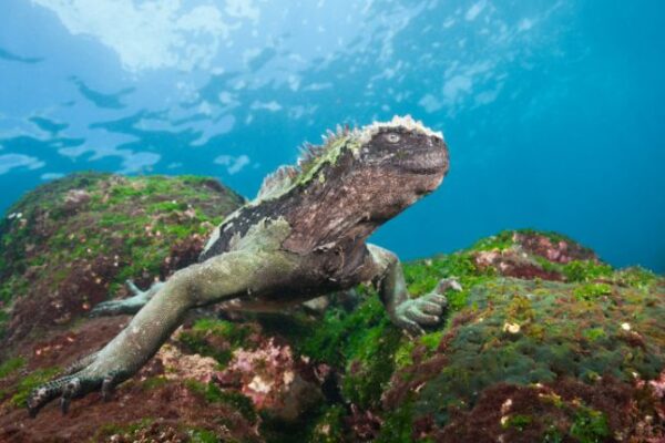 North America Marine Insulation Market 2026-2035: Drivers, Challenges, and Outlook