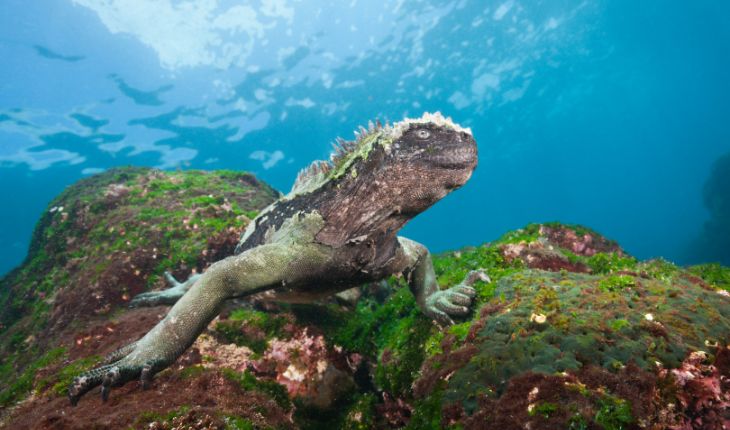 North America marine insulation market