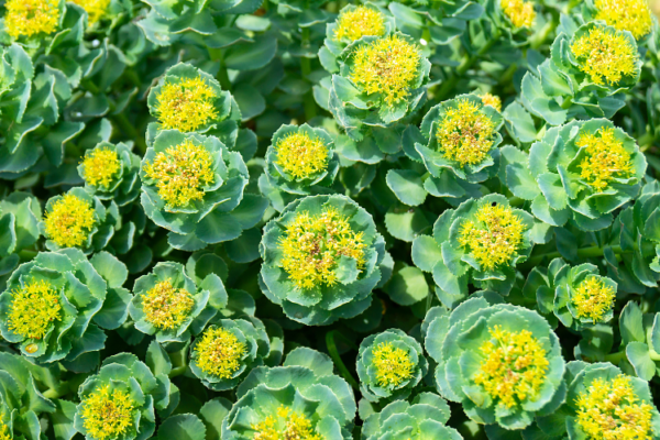Rhodiola Rosea Extract Market Growth & Share 2035