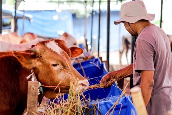 India Animal Feed Market Growth, Size & Trends 2035