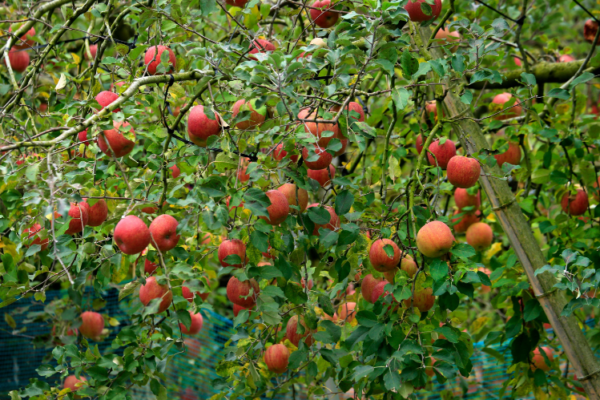 Apple Extract Market Growth, Size & Trends 2026-2035