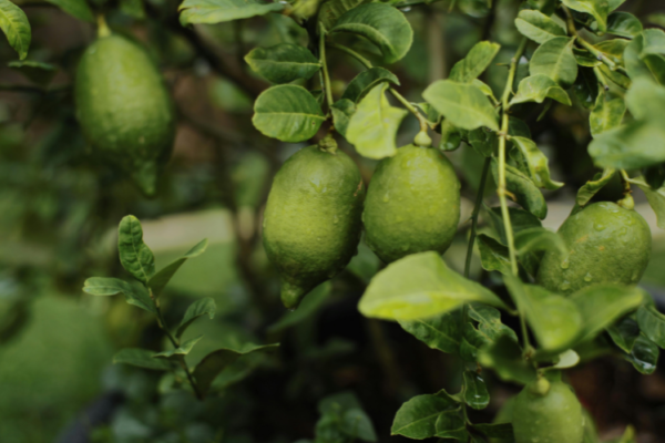 Australia Lime Market Growth, Size & Trends 2026-2035