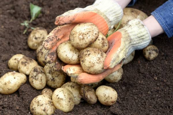 Potato Fibre Market Growth, Size & Trends 2026-2035