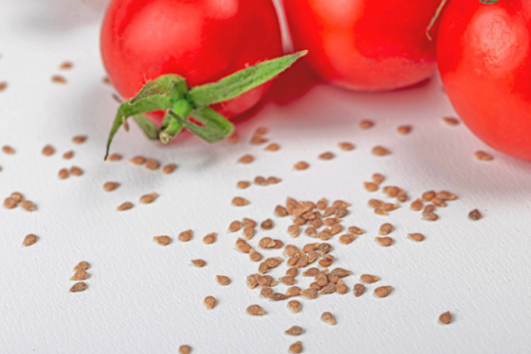 Europe Tomato Seed Market Growth, Size & Trends 2035